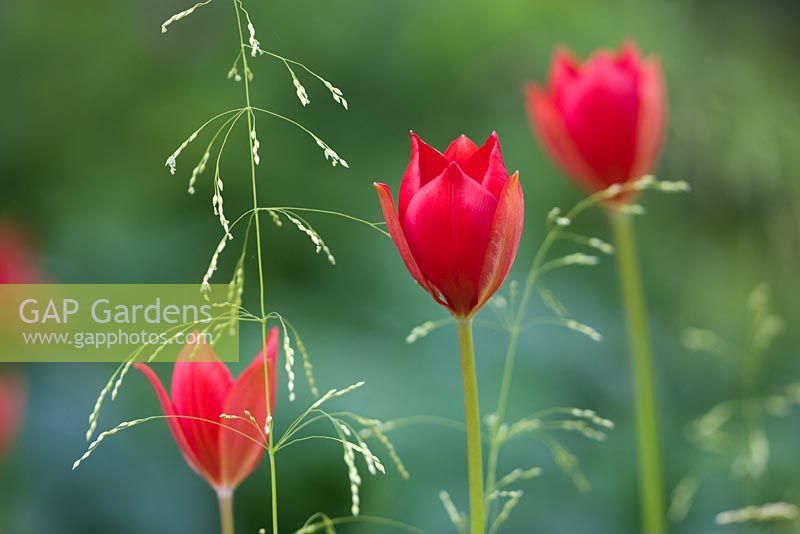 Tulipa sprengeri at Dial Park, Worcestershire