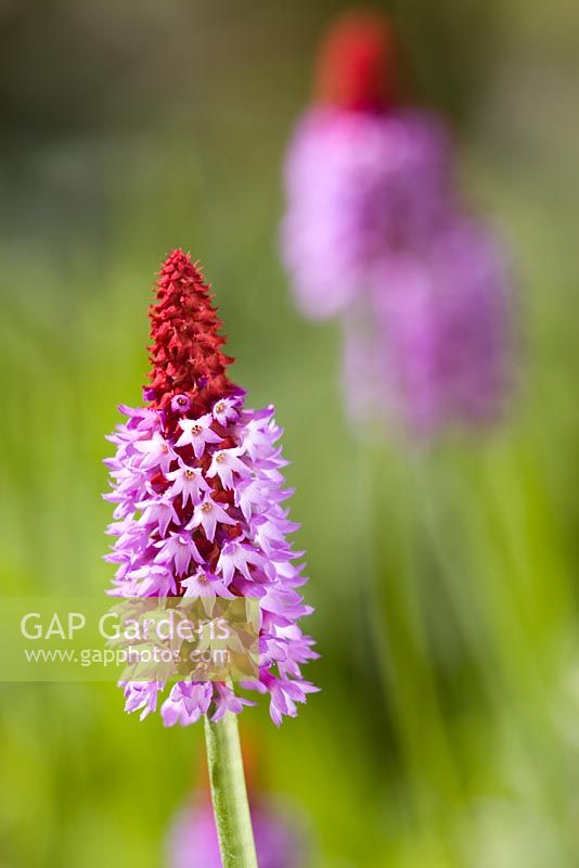 Primula Vialii