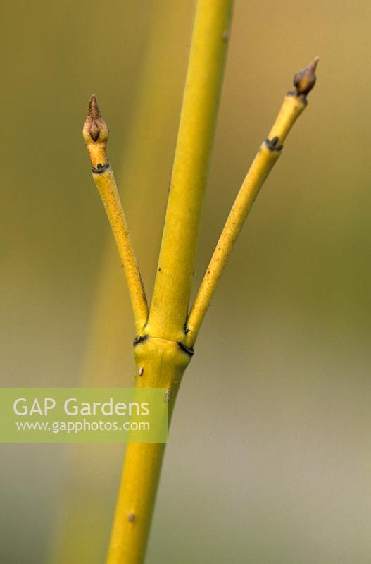 Cornus sericea 'Budd's Yellow' - Stems in winter
