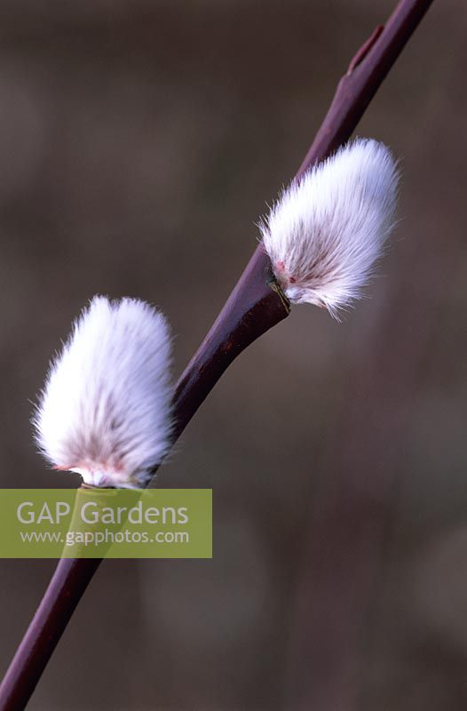 Salix daphnoides 'Aglaia' - Pussy Willow Catkins