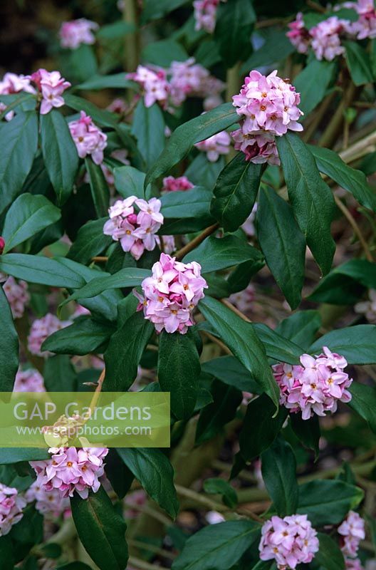 Daphne bholua 'Peter Smithers'