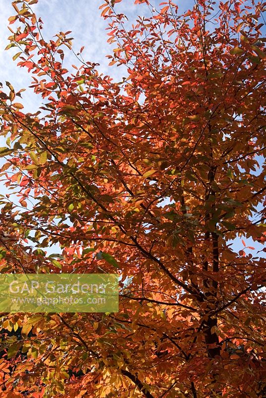 Nyssa sylvatica 'Sheffield Park' 