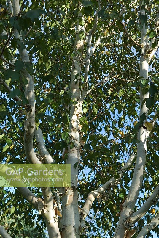 Betula utilis 'Grayswood Ghost'