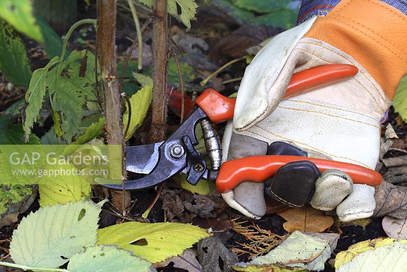 Using secateurs to cut back raspberry canes in autumn