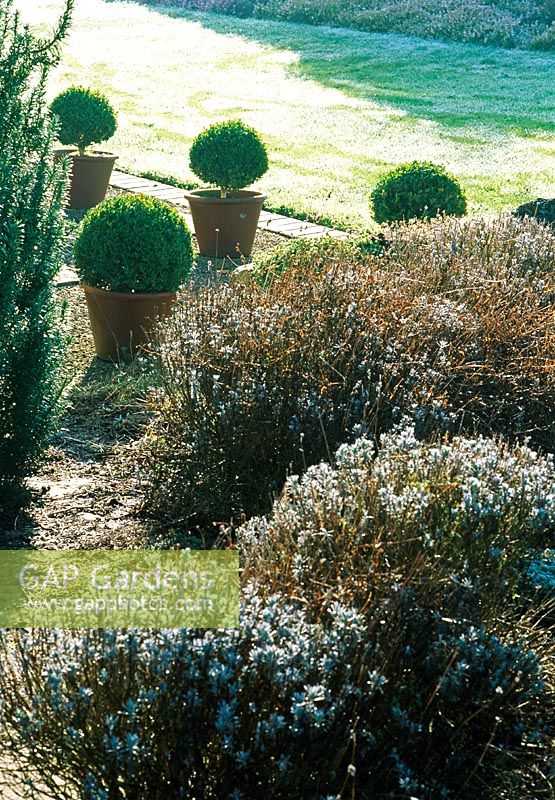 Frosted lavandula bushes with pots of topiary - Woodpeckers, Warwickshire NGS