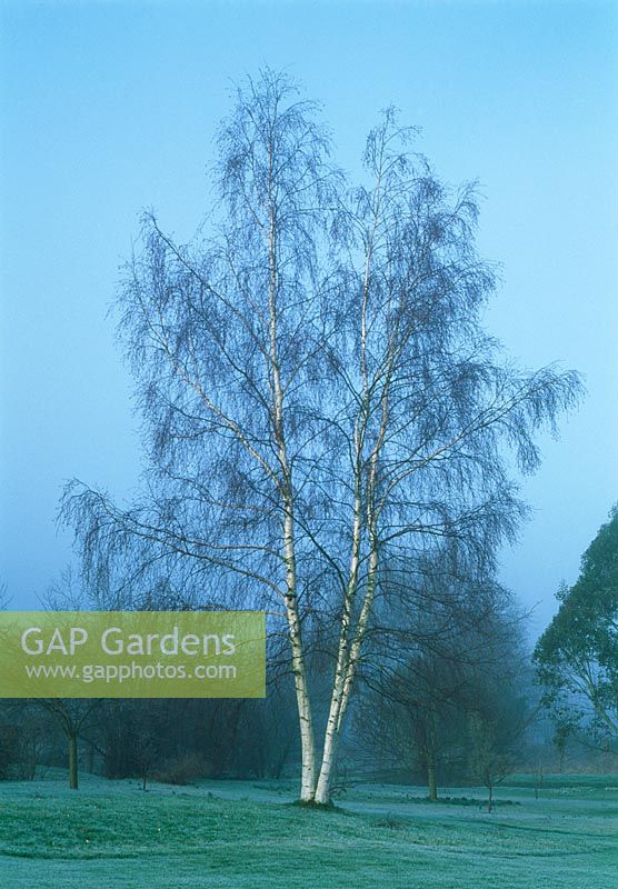 Betula utilis var. jaquemontii - West Himalayan birch - Woodpeckers, Warwickshire NGS