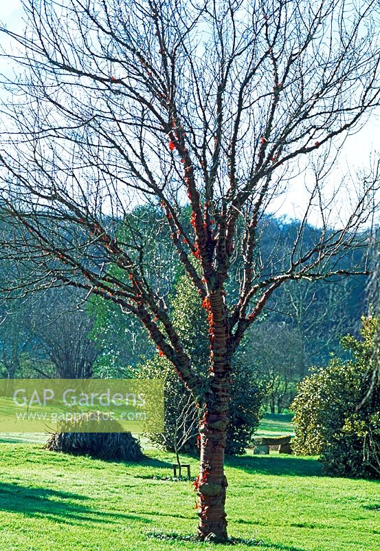 Acer griseum in Winter garden - Woodpeckers, Warwickshire NGS