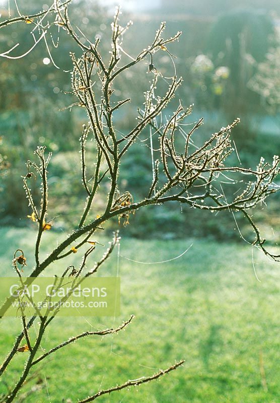 Bare stems of rose with frosty cobwebs - Woodpeckers, Warwickshire NGS