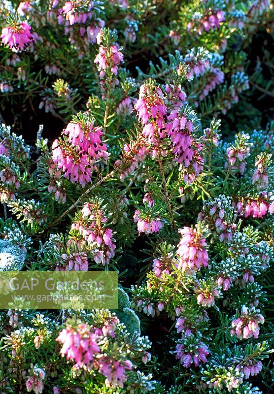 Erica carnea covered in frost - Woodpeckers, Warwickshire NGS