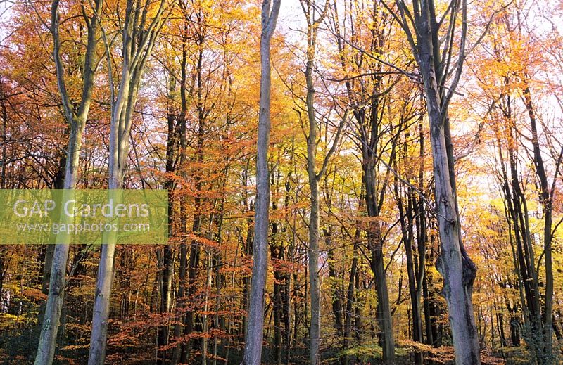 Fagus sylvatica - Waggoner's Wells, Surrey