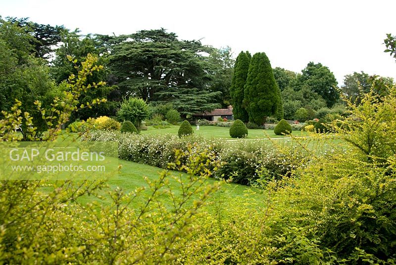Potentilla davurica 'Abbotswood' as hedge dividing two lawns, wide view showing Cedars and topiary - The Pump House, Westmill, Herts