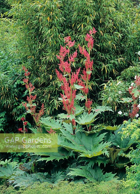 Rheum palmatum AGM