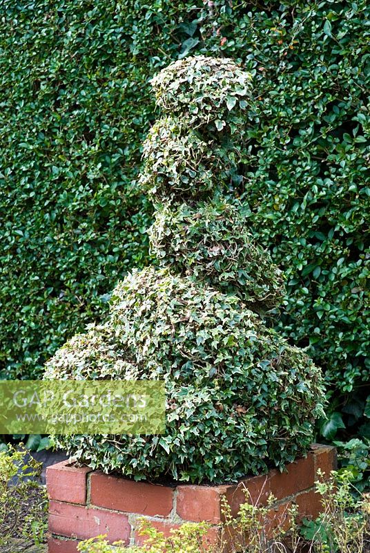 Shaped ivy in front of privet hedge