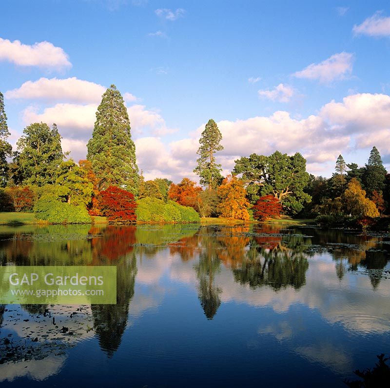 Trees reflecting in the lake in Autumn -  Sheffield Park Gardens, Sussex