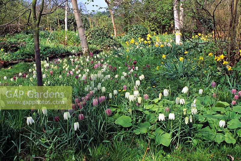 Fritillaria meleagris and Narcissus in semi-wild woodland garden - Old Rectory Cottage, Tidmarsh, Pangbourne