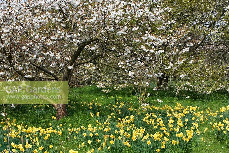 Spring planting at Kew Gardens 