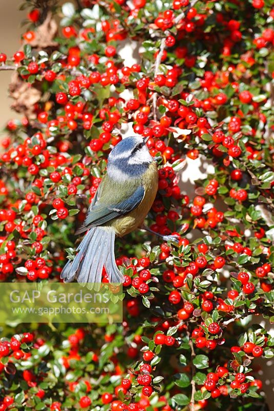 Blue tit perching in Cotoneaster