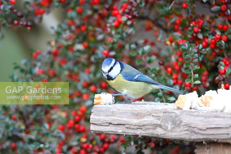 Parus caeruleus - Blue tit eating bread on bird table