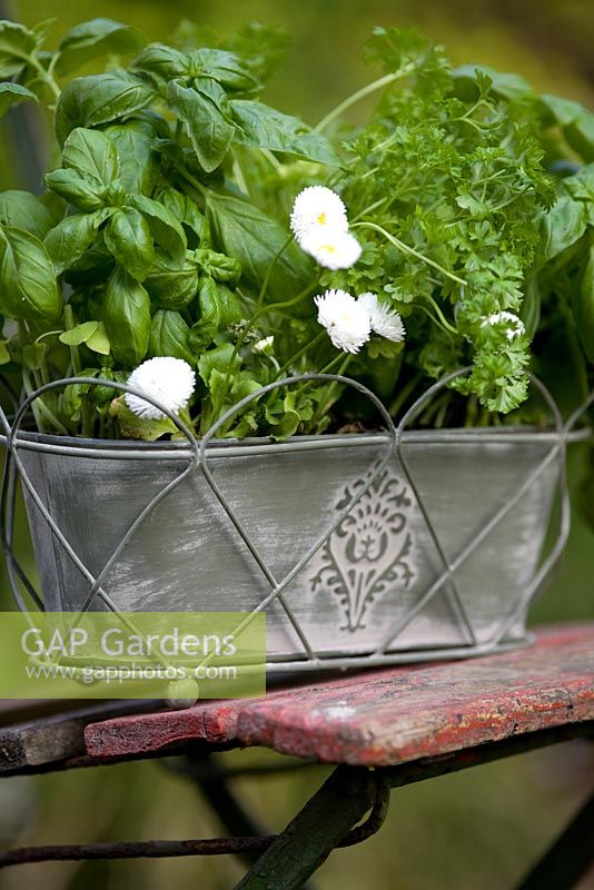 Bellis perennis with parsley and basil in an old wirework pot