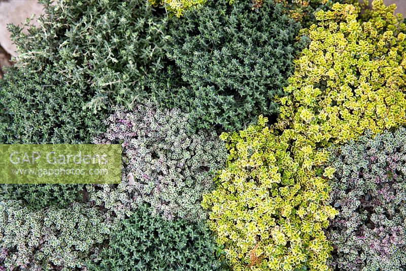 Mixed thyme bed closely planted to create a tapestry of colour - thymus praecox 'goldstream', thymus 'silver posie' and thymus serpyllum coccineus