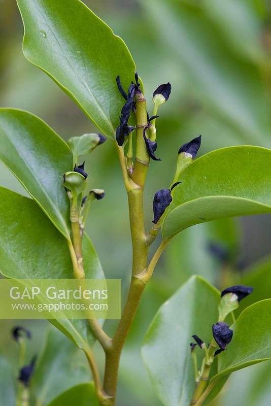 Griselinia damaged by frost 