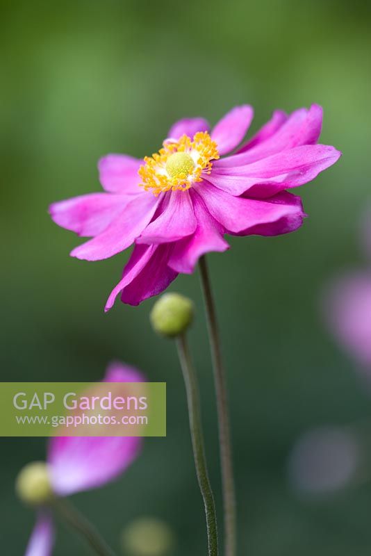 Anemone hupehensis var. japonica Rotkäppchen