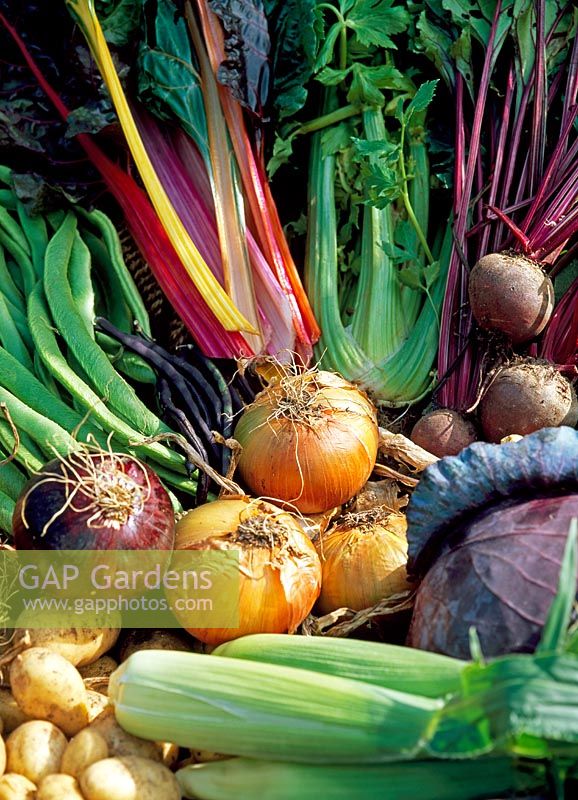 Chard 'Bright Lights', Beetroot 'Bolthardy', Runner Beans 'White Lady', Onions 'Radar' and 'New Fen Globe', Sweetcorn, Red Cabbage, Celery and Potatoes - The walled garden at Haddon Lake House