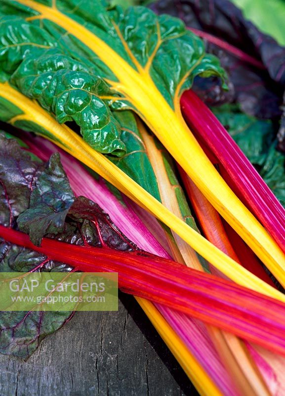 Beta vulgaris 'Bright Lights' - Ruby Chard  just picked - The walled garden at Haddon Lake House