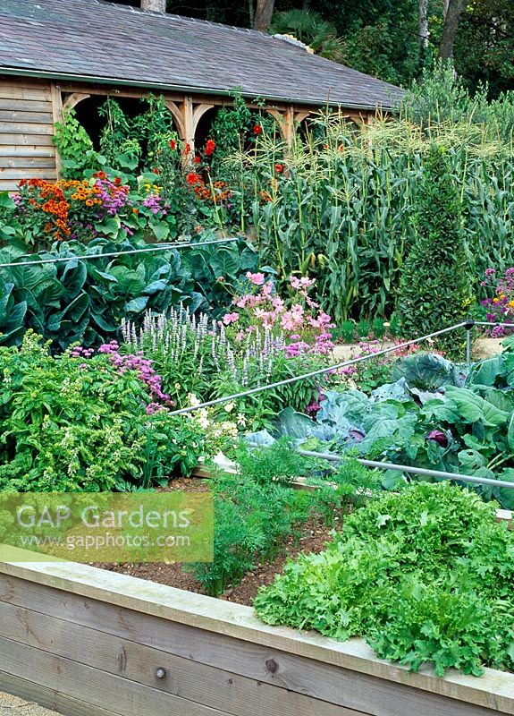 Vegetables in raised oak beds, Lettuce 'Fristina', Carrot 'Bangor', Brussel Sprouts, cabbages, Basil and Parsley, behind Cosmos, Sweetcorn and Rudbeckia 'Cherokee Sunset' by oak barn - The walled garden at Haddon Lake House