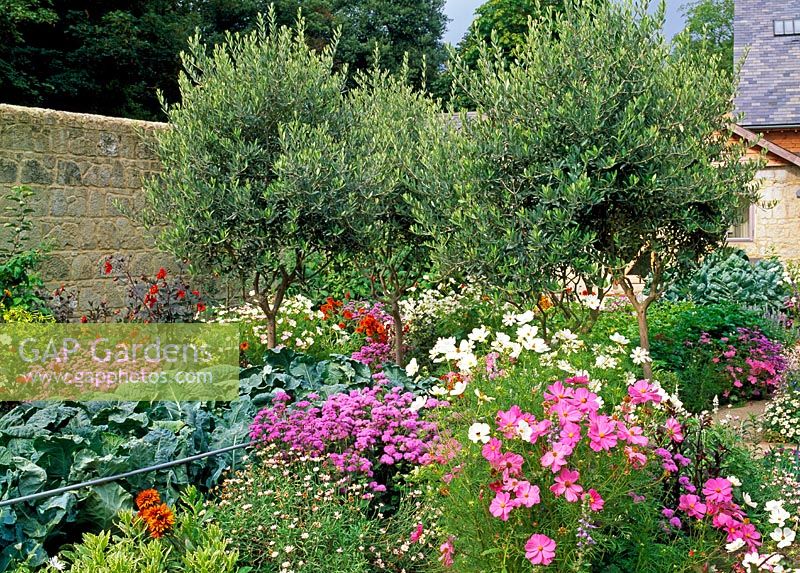 Olive Trees in walled garden planted with Ageratum 'Blue Bouquet', Cosmos 'Sonata' and Cabbages - The walled garden at Haddon Lake House