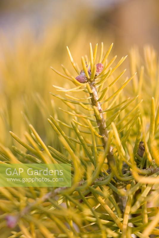 Abies concolor 'Winter Gold'