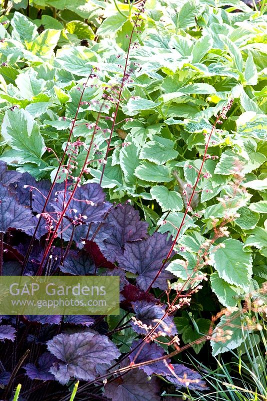 Aegopodium podagraria 'Variegata' and Heuchera 'Obsidian' 