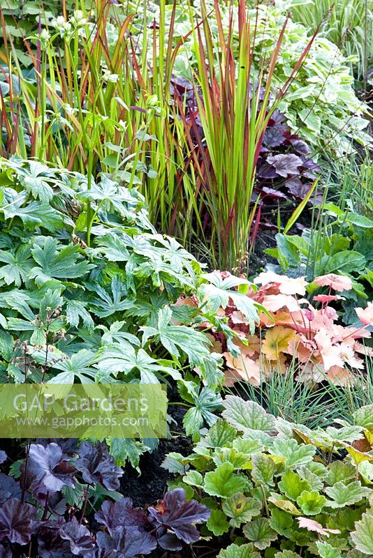 Mixed border with Astrantia major 'Sunningdale Variegated', Heuchera 'Obsidian', Heuchera 'Peach Melba' and Imperata cylindrica 'Red Baron'