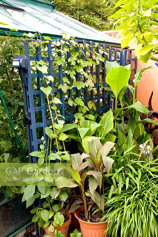Moroccan style garden with exotic plants in containers beside blue trellis