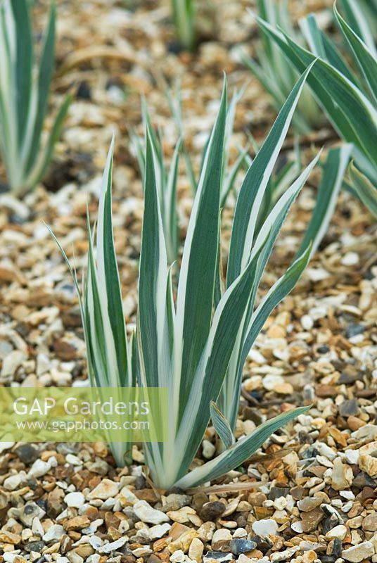 Iris pallida 'Argentea Variegata' growing through a gravel mulch