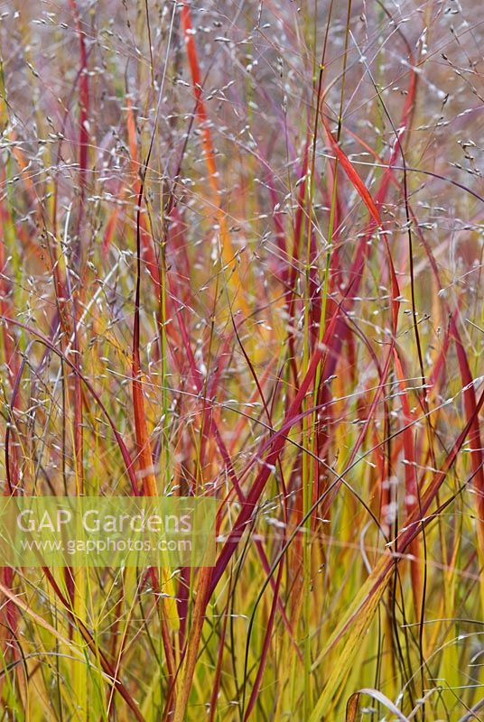 Panicum virgatum 'Rehbraun' in autumn