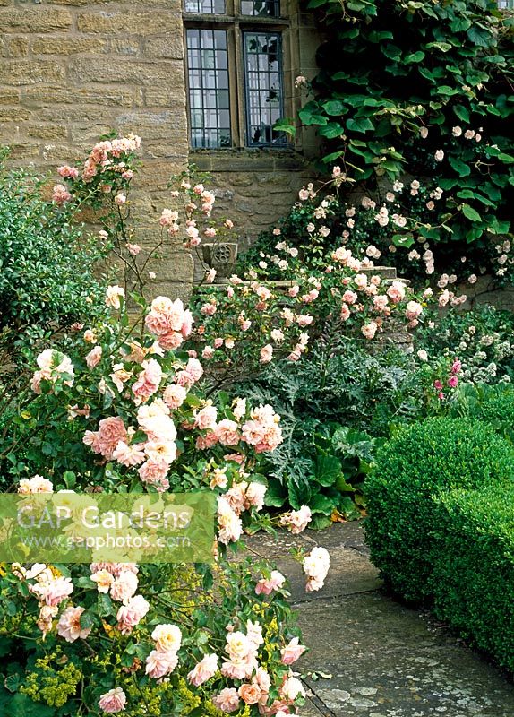 Rosa 'New Dawn' and Hydrangea petiolaris on the walls of the hall, Rosa 'Felicia', Acanthus foliage and buxus hedge - Lawkland Hall, Yorkshire
