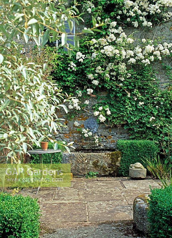 Stone courtyard and old stone water trough with lead lion wall fountain, Buxus cubes, walls festooned with Rosa 'Seagull' and framed with Eleagnus Quicksilver - Lawkland Hall, Yorkshire