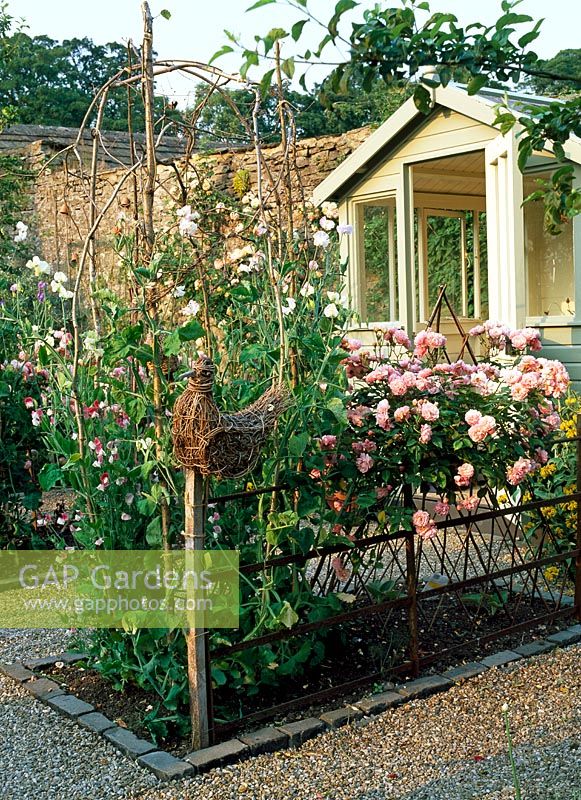 Sweet Peas on twine support and Rosa 'Cornelia' in potager with painted summerhouse - Lawkland Hall, Yorkshire