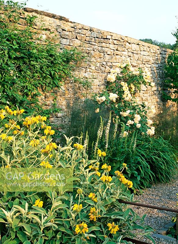 Phlomis fruticosa, Verbascum chaixii 'Album', by gravel pathway and Rosa 'Buff Beauty' on rustic stone wall
 - Lawkland Hall, Yorkshire