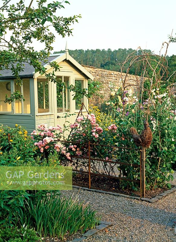 Sweet Peas on twine support and Rosa 'Cornelia' in potager with painted summerhouse - Lawkland Hall, Yorkshire
