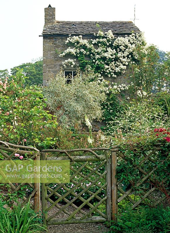 Rustic wooden gate leading into rose garden with view of old potting shed festooned with Rosa 'Seagull' - Lawkland Hall, Yorkshire