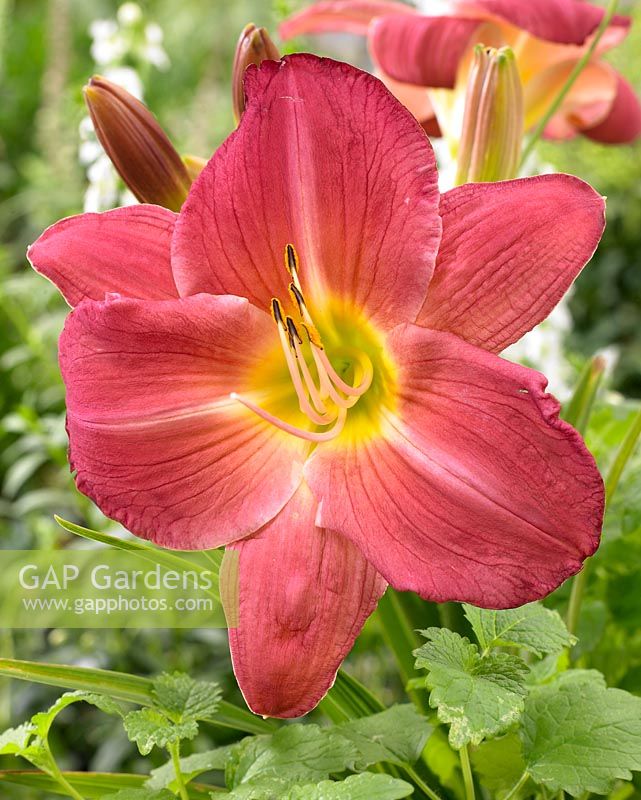 Hemerocallis 'Sherry Fair'