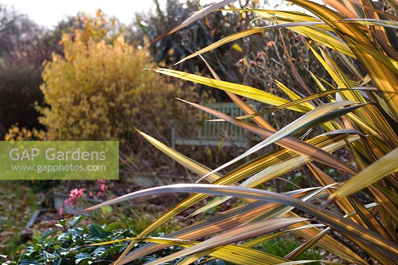 Phormium 'Maori Sunrise' with bench and Cornus 'Midwinter Fire' in the background - Gladderbrook Farm, Worcestershire