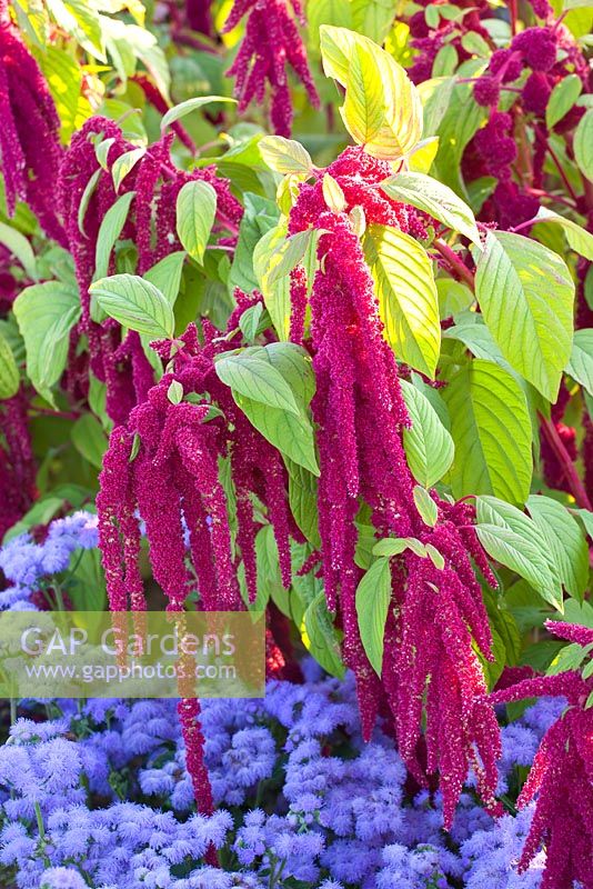 Amaranthus caudatus 