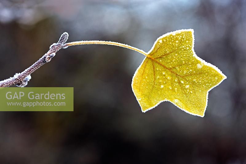 Liriodendron tulipifera - Frosted autumn leaf of Tulip tree