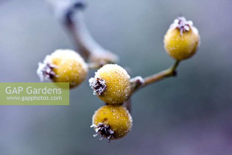 Frosted berries of Sorbus thibetica