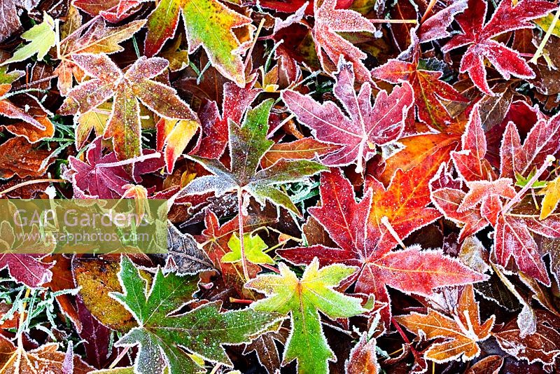 Fallen leaves of Liquidambar styraciflua 'Lane Roberts' with frost