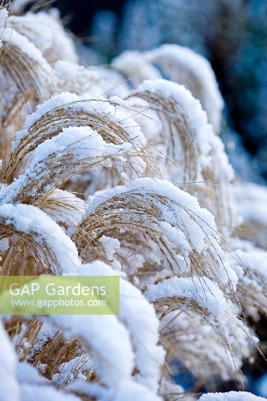 Miscanthus sinensis 'Kleine Fontaine' with snow