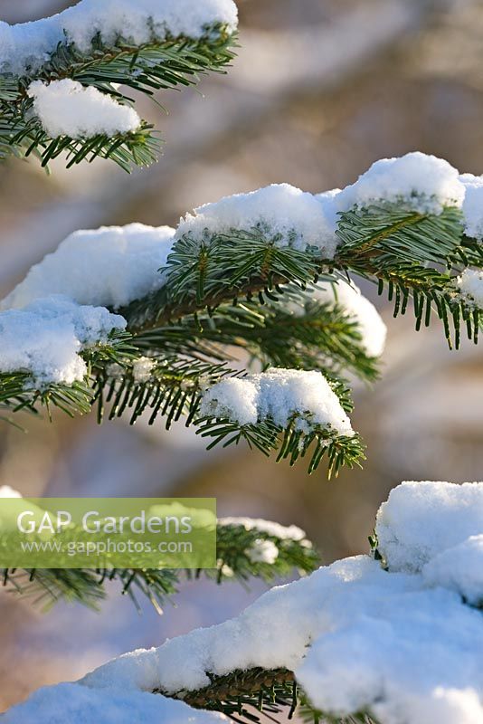 Abies amabilis with snow